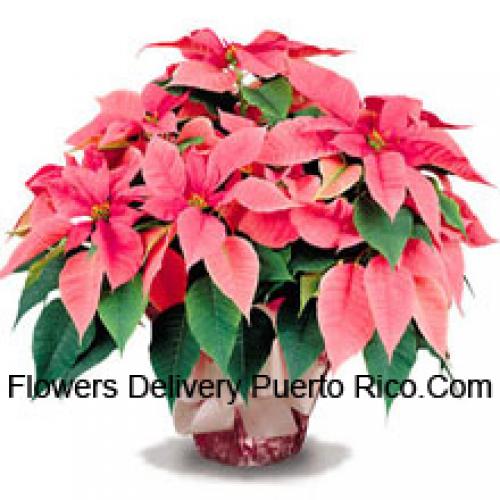 Elegant Poinsettias with Leaves