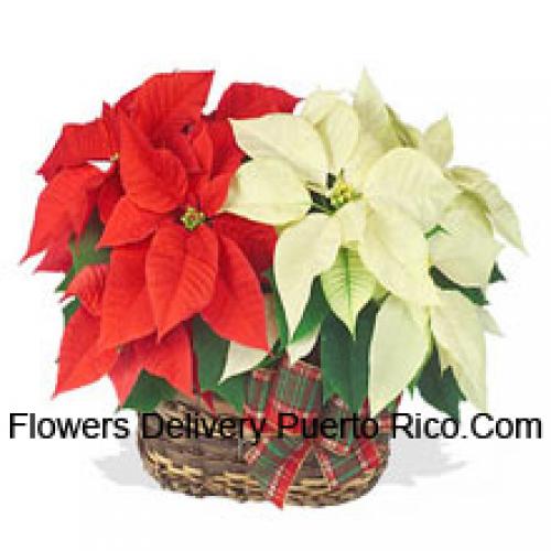 Beautiful Red and White Poinsettias in Basket